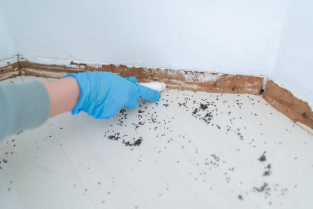 Best Cockroach Control Services  in Alexandria, VA