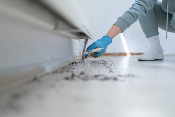 Best Spider Control Near Me  in Alexandria, VA
